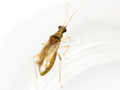 Dicyphus pallicornis